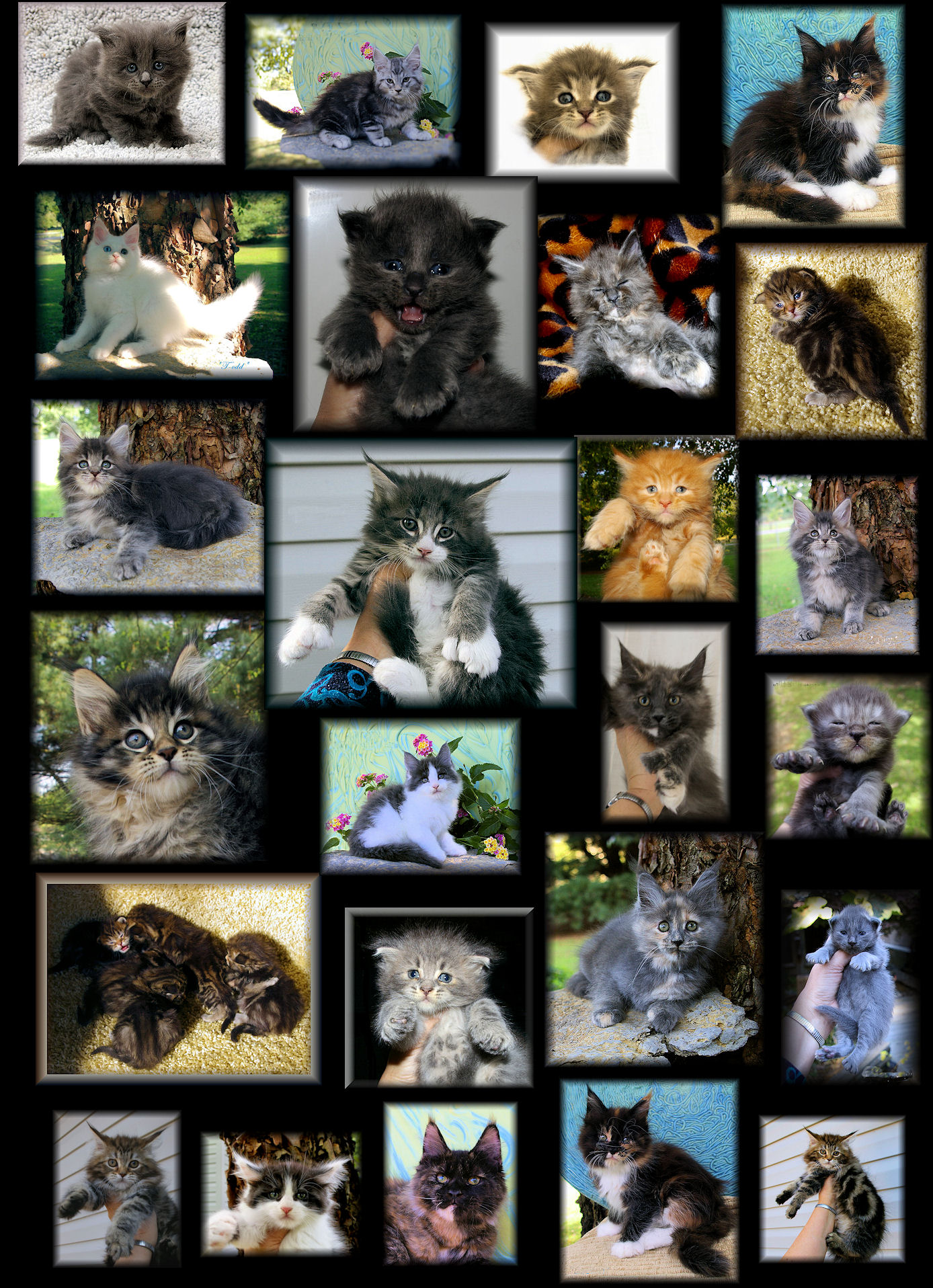 pictures of maine coons