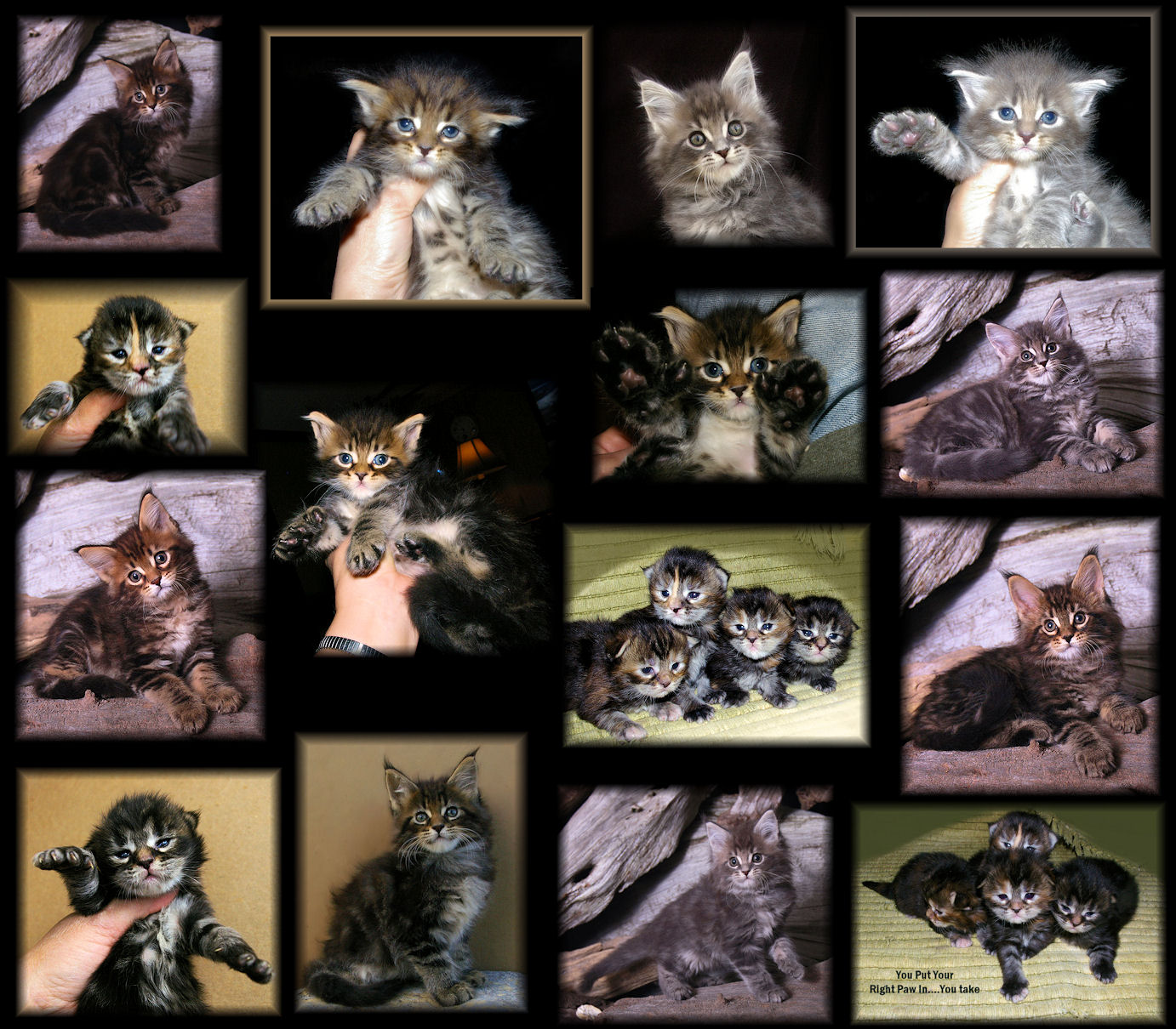 images collage of maine coon kittens