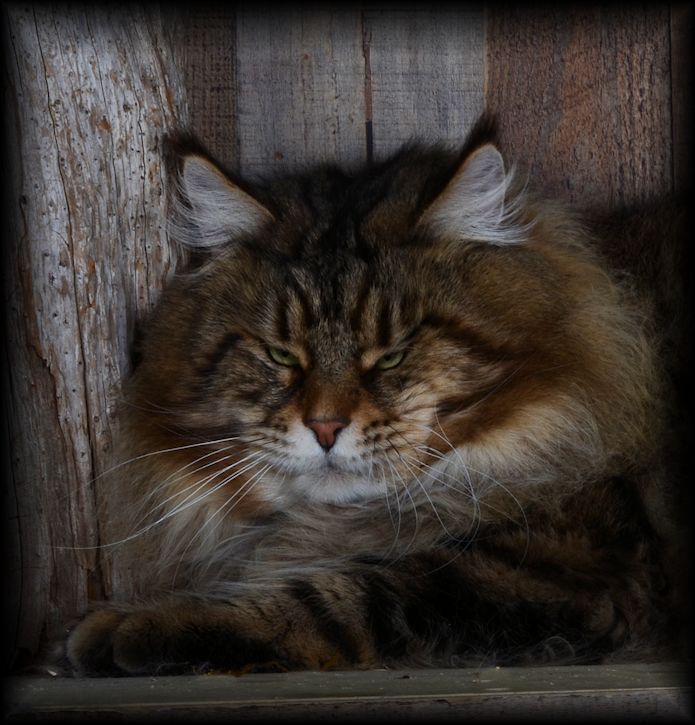 maine coon cat picture