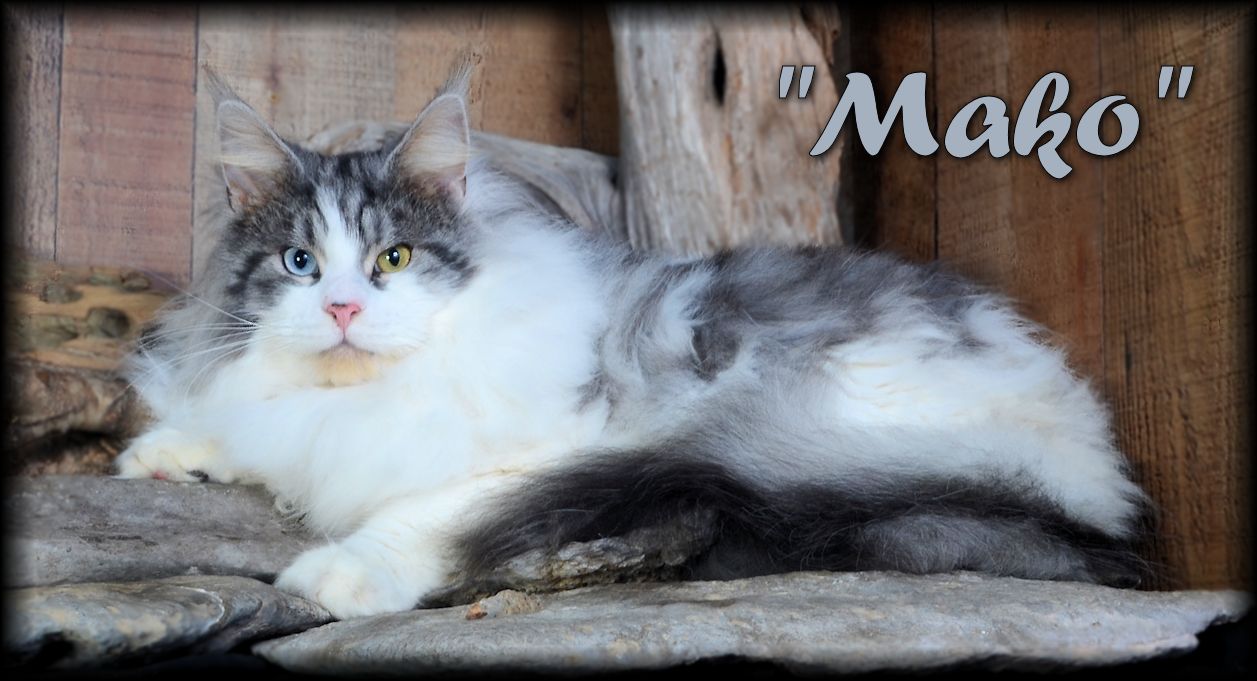 silver maine coon male cat odd eyed