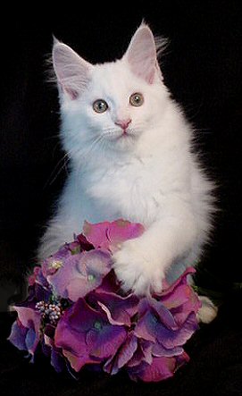 image of a white kitten with purple flower