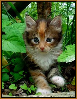 image of a maine coon kitten