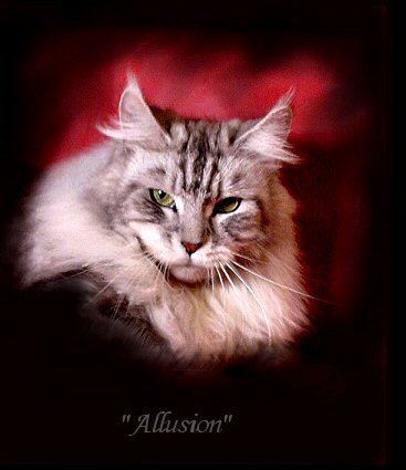 image of a maine coon in silver tabby color