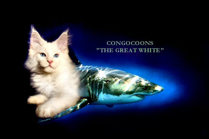 image of a blue eyed white maine coon kitten and shark