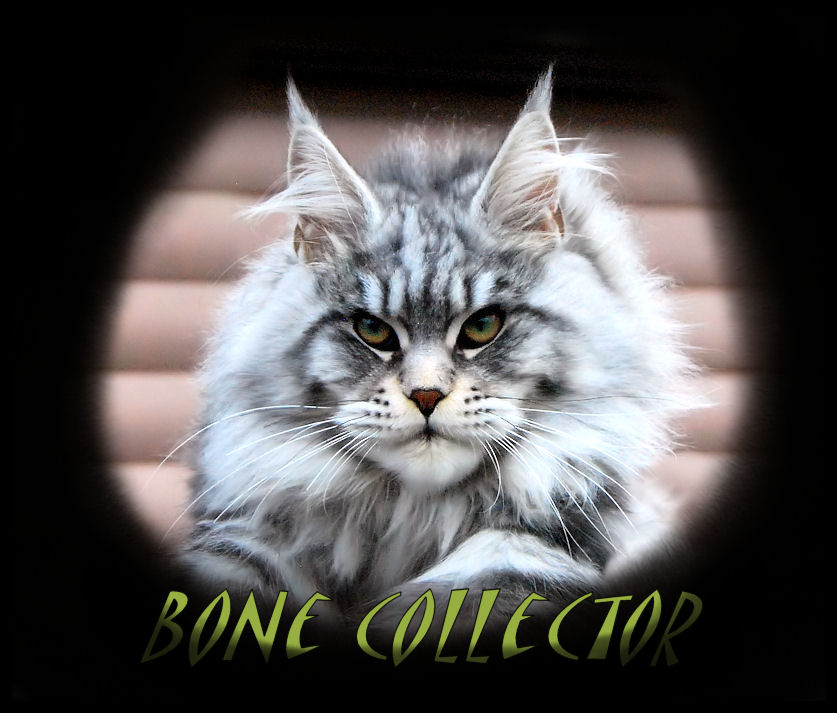 silver tabby maine coon big