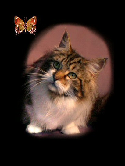 image of a maine coon cat from Alabama