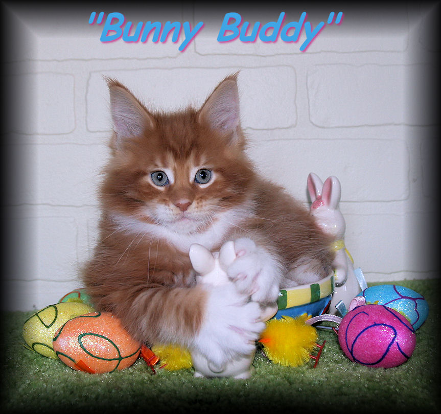 picture of a maine coon kitten
