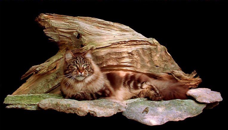 maine coon cat photo laying in the sun