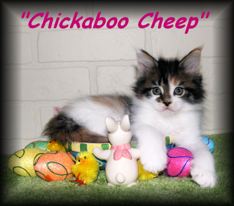 picture of a brwon female maine coon