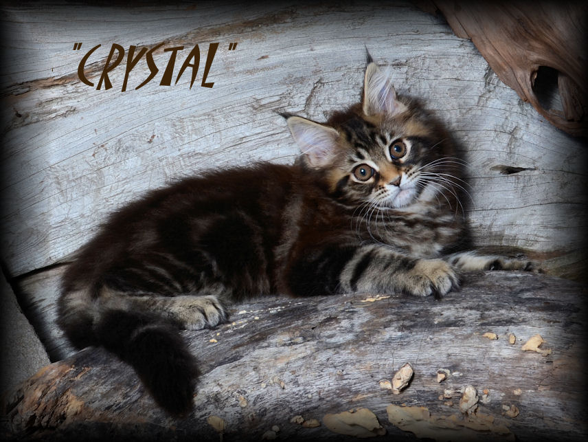picture of a maine coon kitten