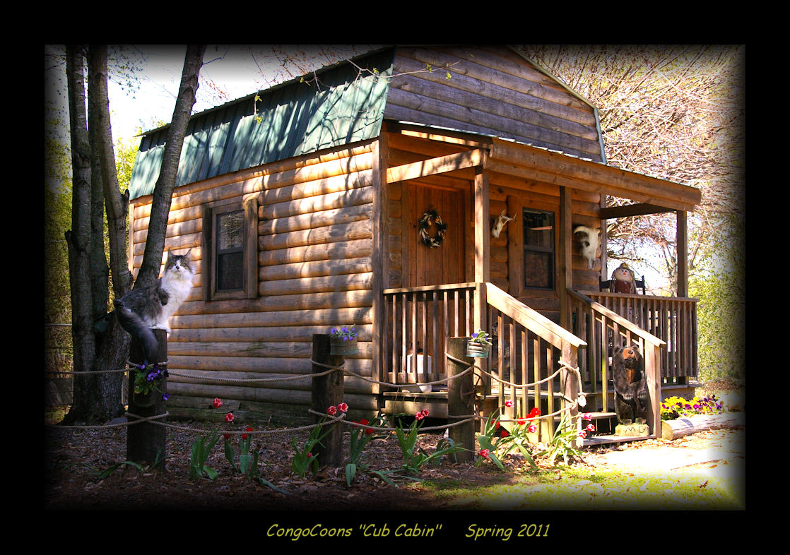 photograph of the cabin where you pick your maine coon kitten up