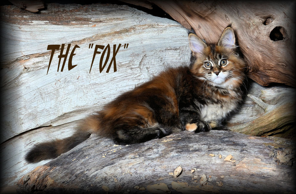 picture of a maine coon kitten