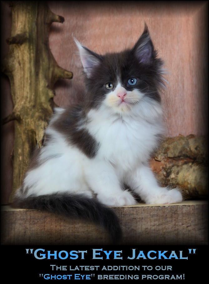 maine coon cat with odd eye color