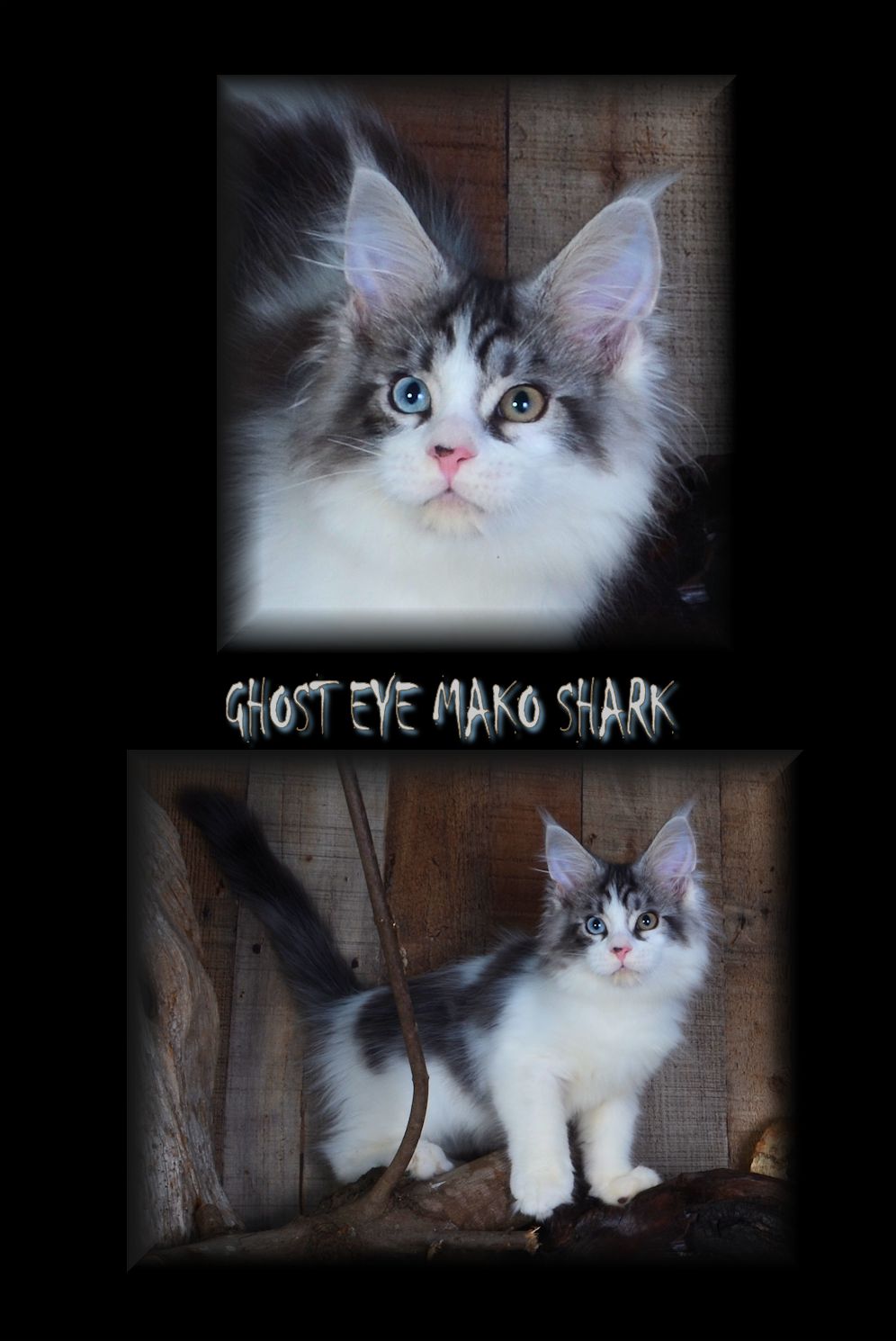 silver tabby maine coon with blue eye