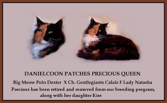 image of a maine coon cat