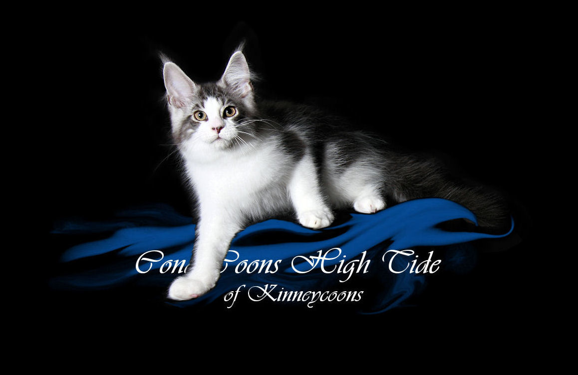 maine coon kitten in silver and white color