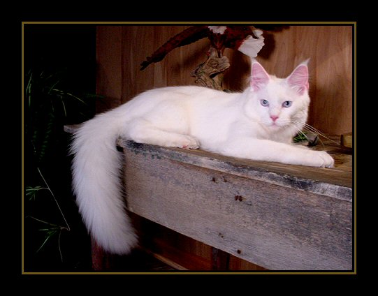 image of a six month old white maine coon kitten