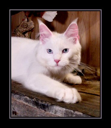 image of a white maine coon kitten