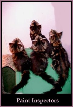 image of maine coon kittens inspecting paint