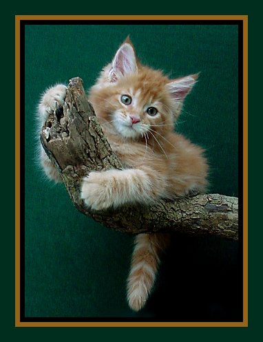 image of an orange maine coon kitten out on a limb