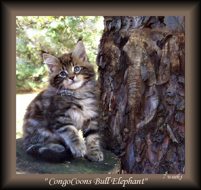 brown tabby maine coon kitten picture