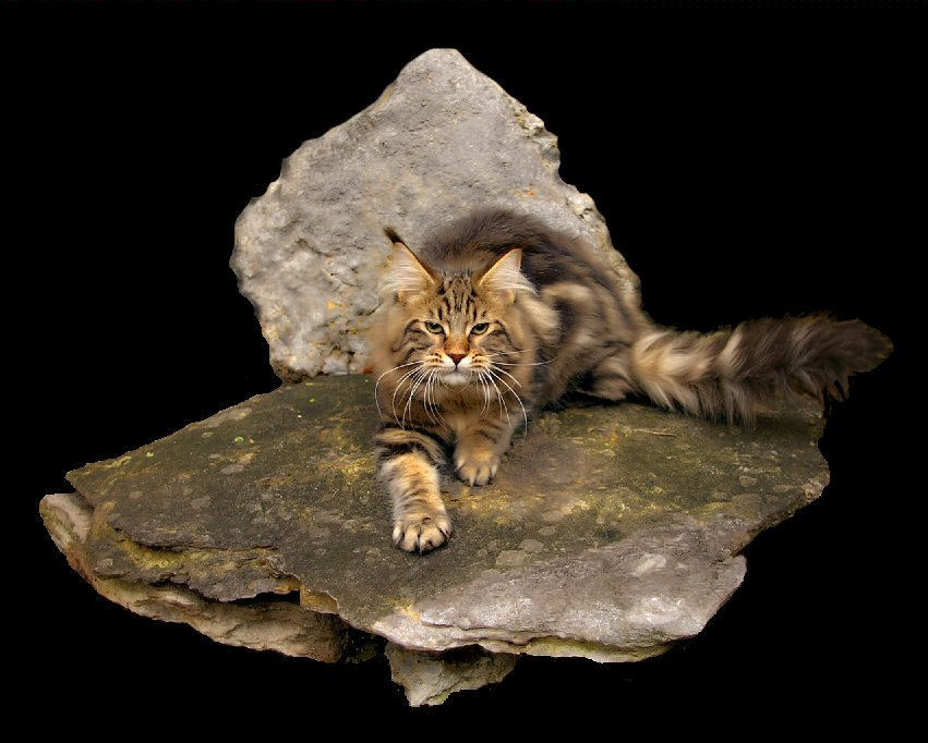 striking picture of a brown tabby maine coon cat on a rock