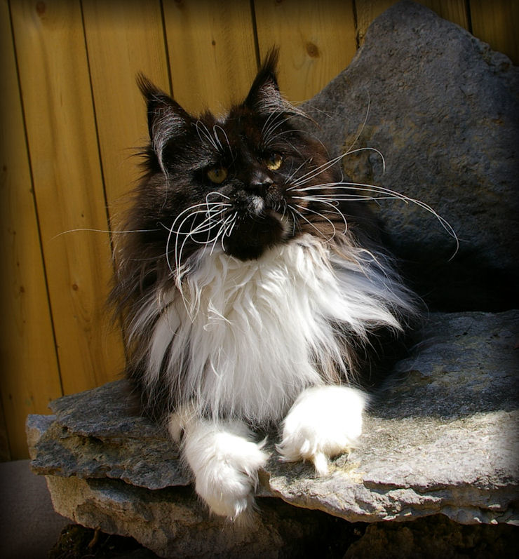 image of black and white maine coon kitten at 9 months old