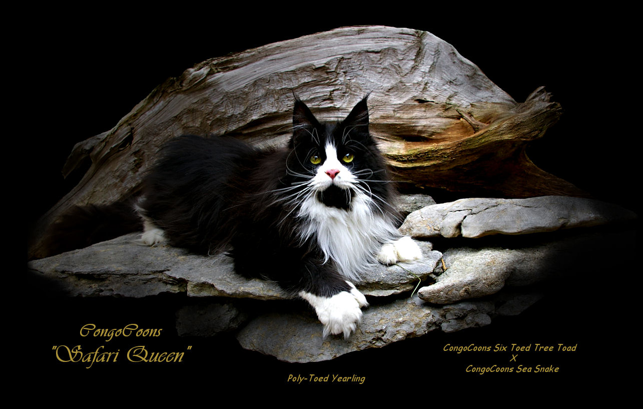 image of a black and white poly toed maine coon cat
