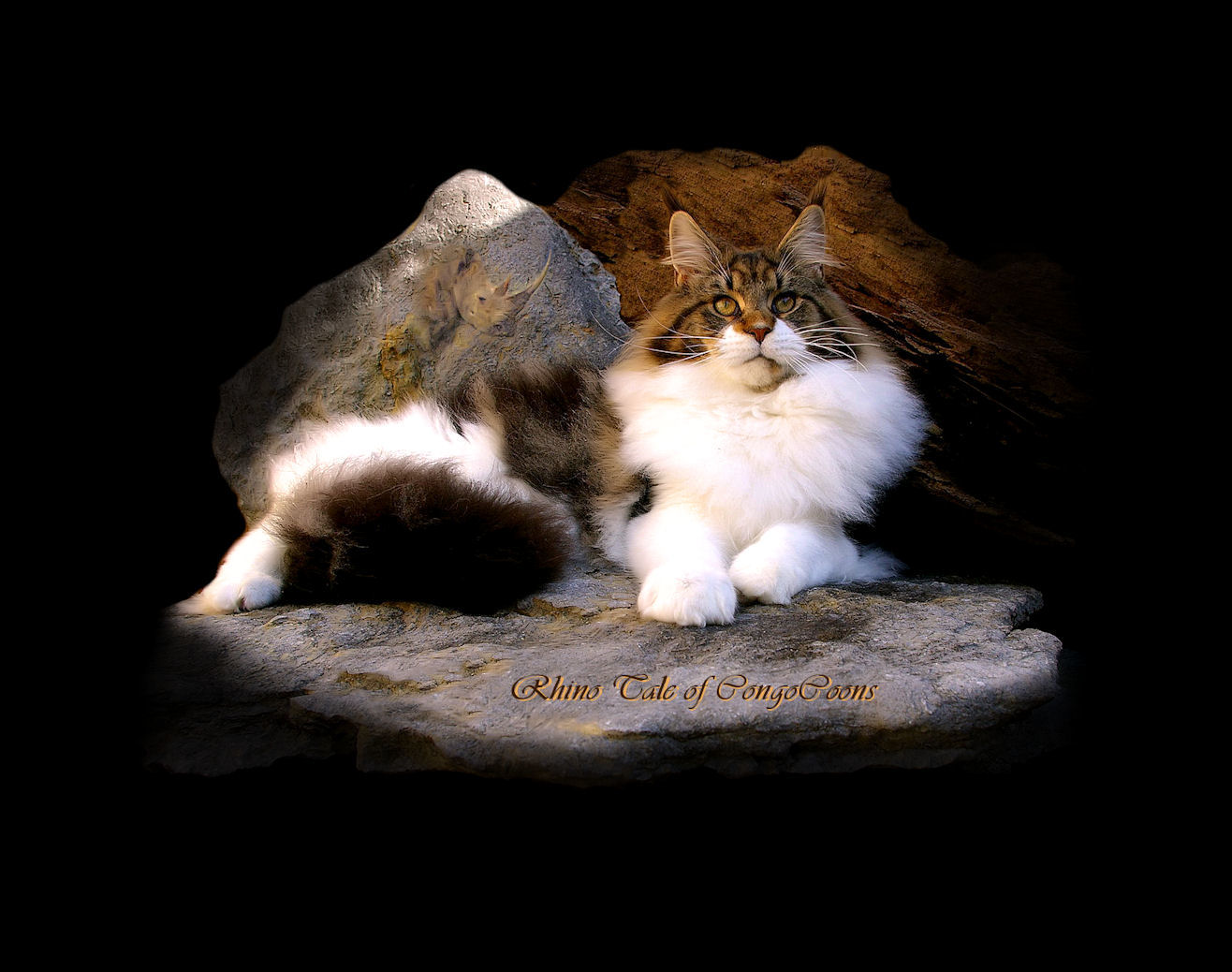 image of a warm brown tabby male maine coon with white chest and feet