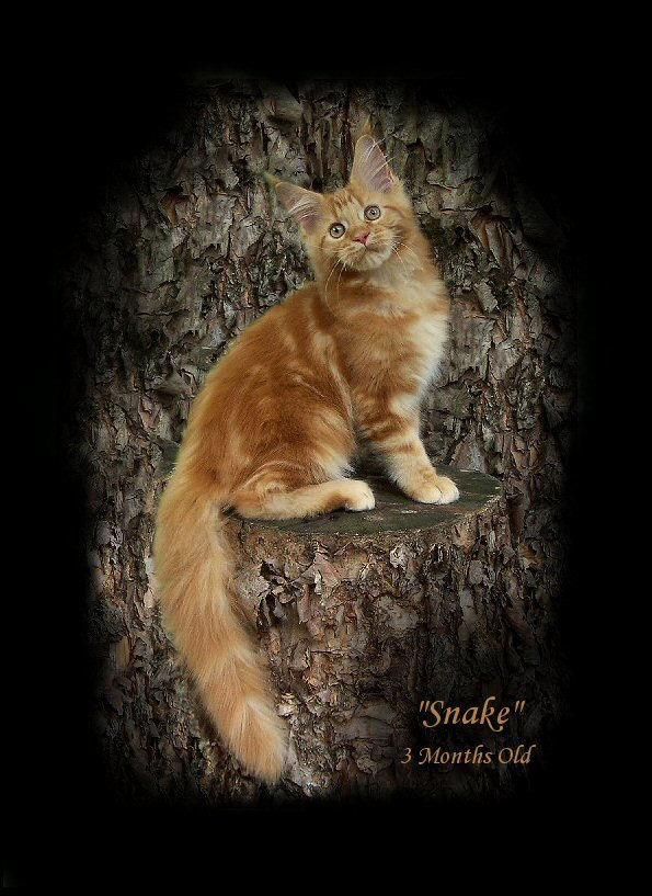 red tabby maine coon picture