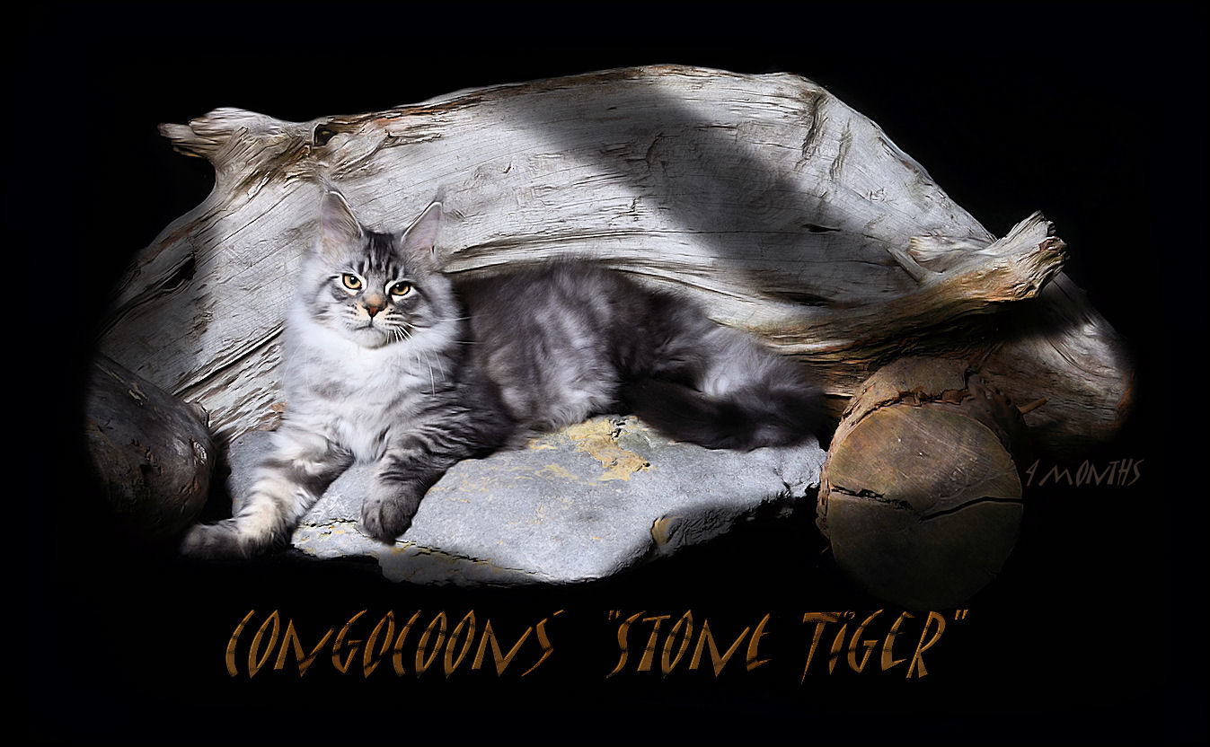 Silver Tabby Male Maine Coon in Picture