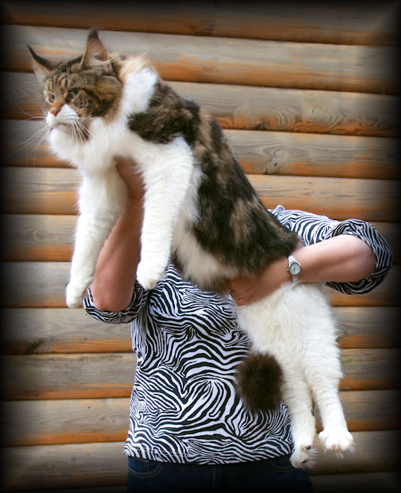 picture of a big brown and white maine coon with someone holding him up