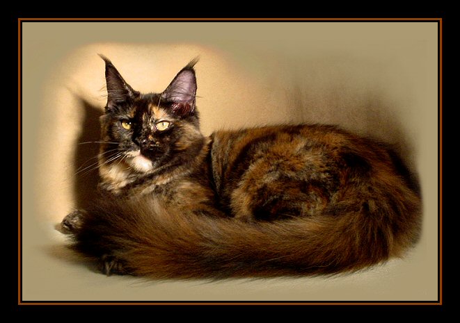 image of a maine coon named flower