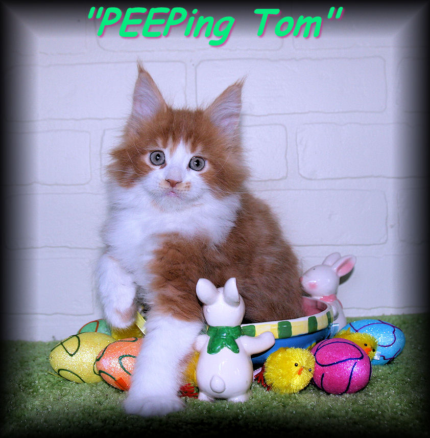 picture of a maine coon kitten