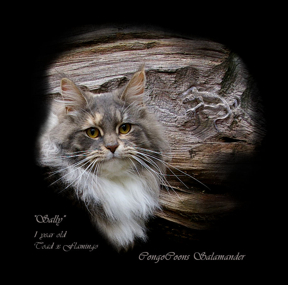 image of a maine coon cat with salamander