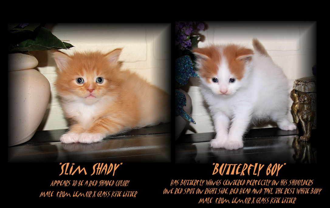 picture of two red and white maine coon kittens
