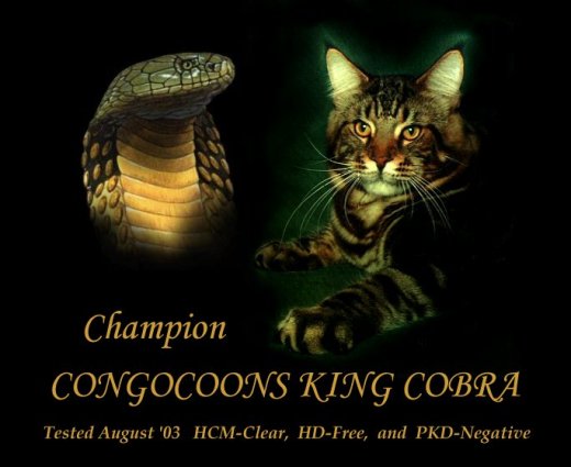 image of a maine coon stud cat named King Cobra