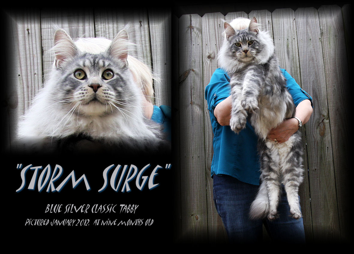 picture of a blue silver maine coon cat