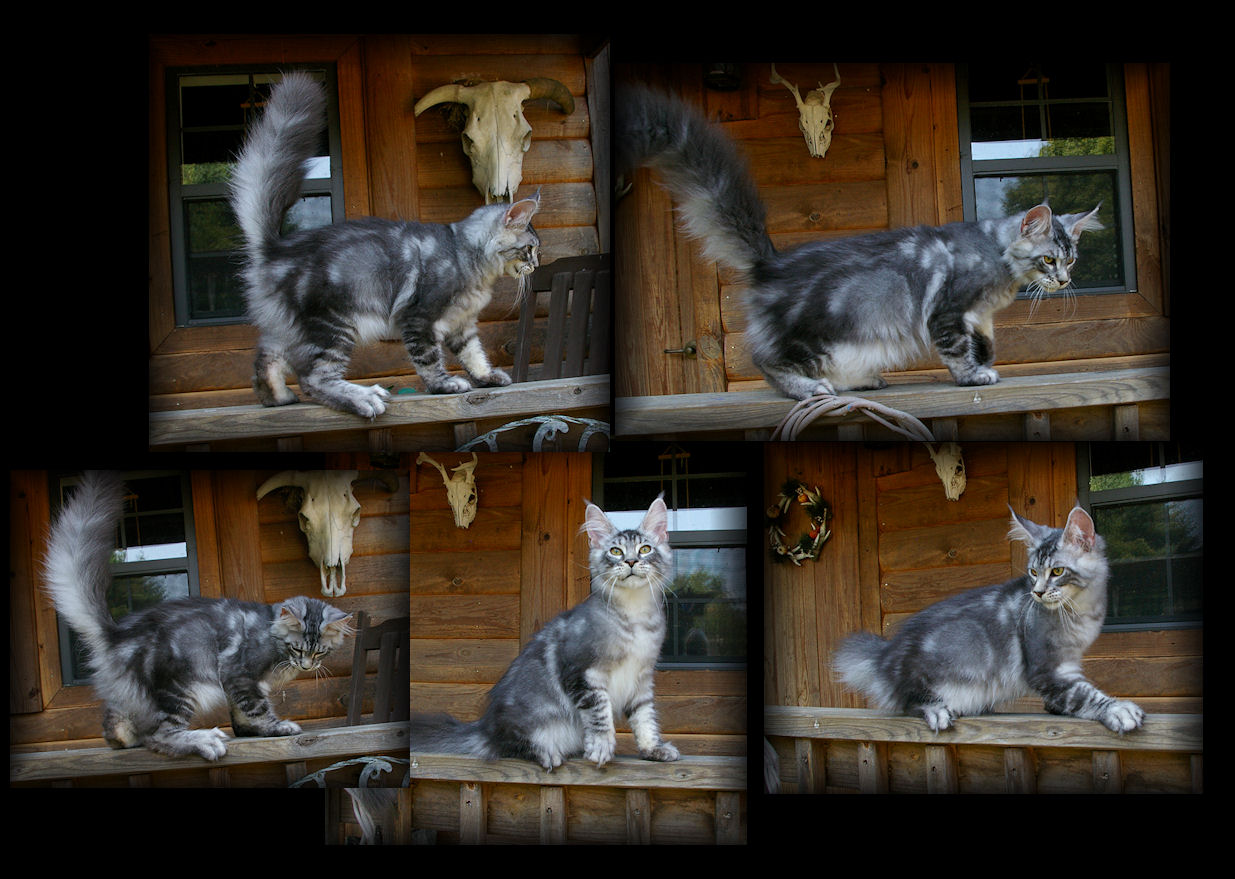 picture of a blue silver maine coon kitten who broke his jaw