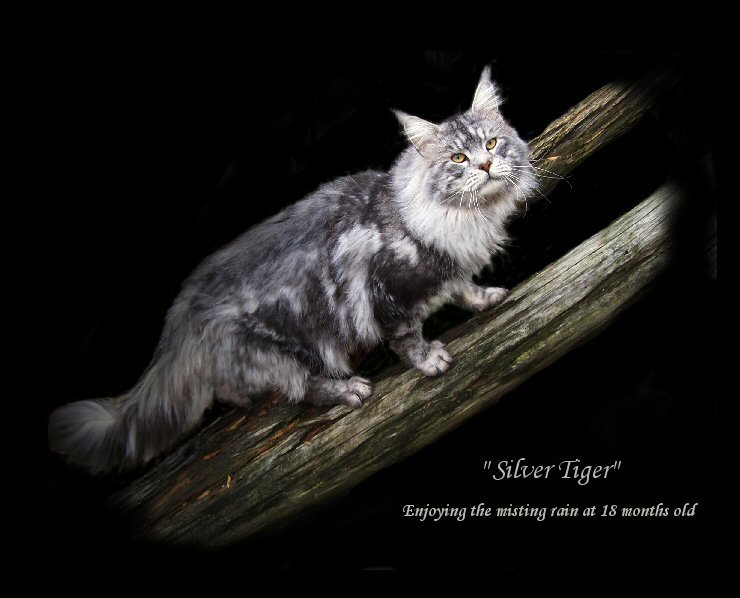 image of a silver maine coon walking up on a log