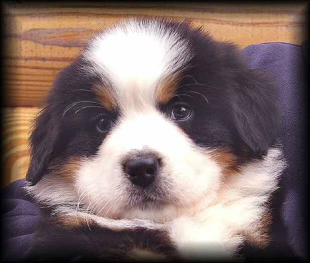 bernese mountain dog puppies. Bernese Mountain Dogs of