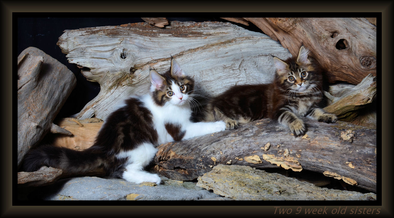 picture of a maine coon kitten