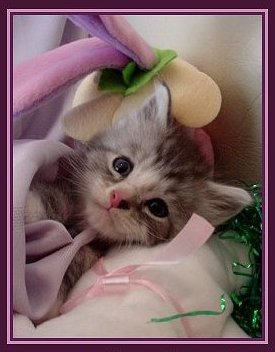Image of an easter maine coon kitten