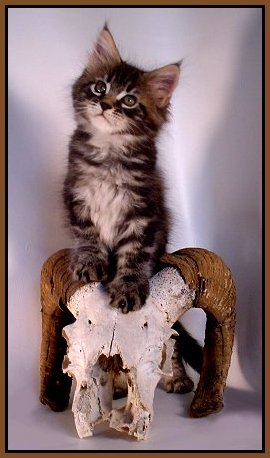 image of maine coon kitten with skull