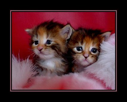 image of two maine coon kittens in pink