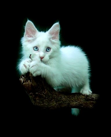 image of a white maine coon kitten out on limb