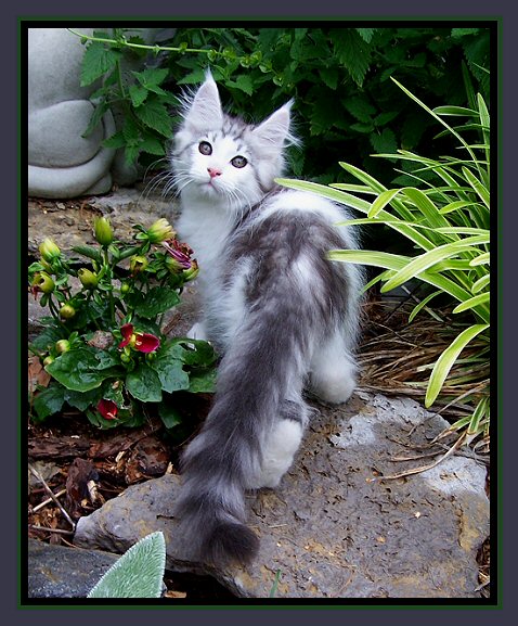 image of a silver and white maine coon named zebra tail