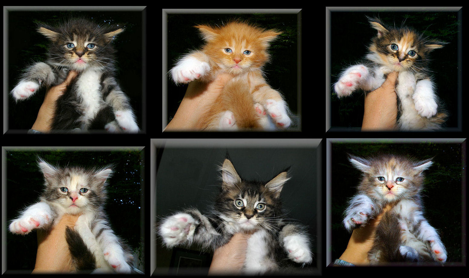 image of maine coon kittens