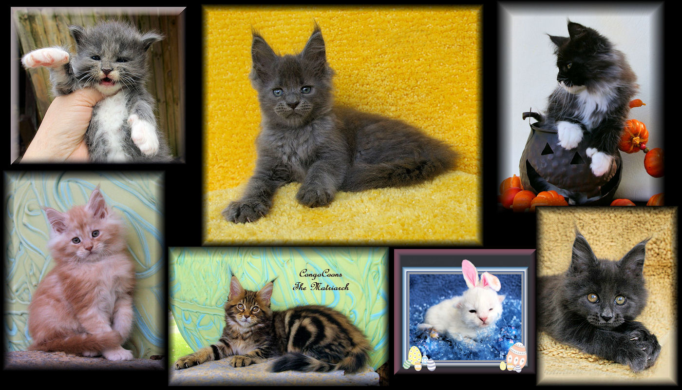pictures of maine coon kittens in many colors