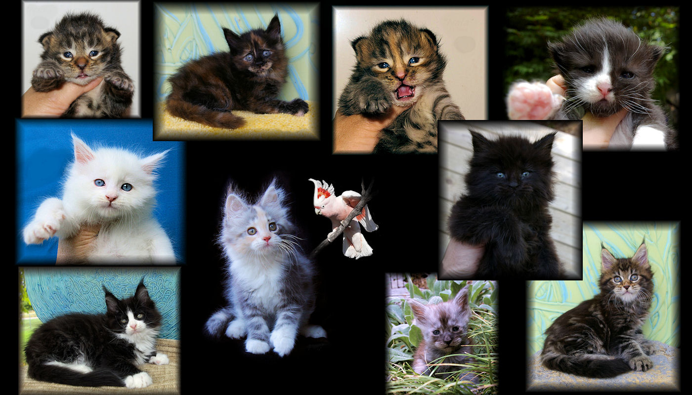 pictues of many maine coon kittens